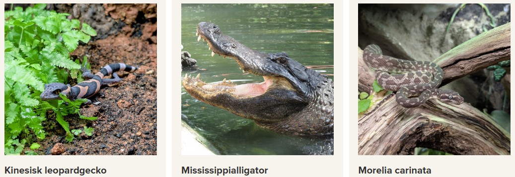 Reptiler på Ystad Djurpark