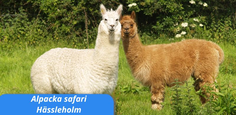 alpacka safari